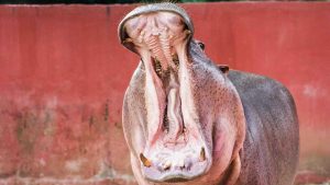 Thumbnail voor Overleden nijlpaard dierenpark Emmen blijkt zowel mannetje als vrouwtje