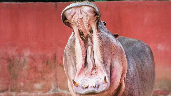 Nijlpaard Emmen blijkt interseksueel