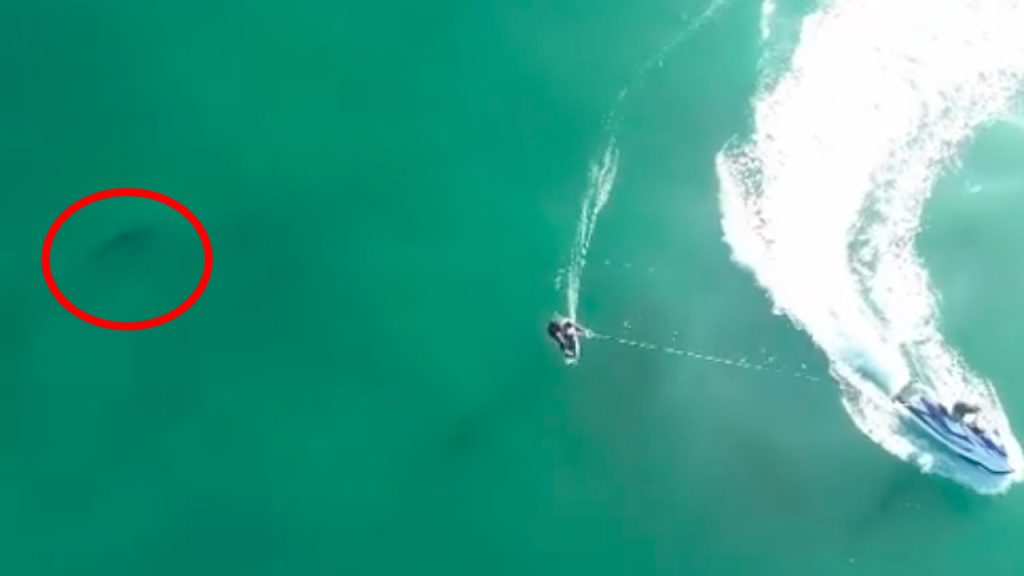 Witte haai verrast surfers in Californië (en die hebben niets in de gaten)