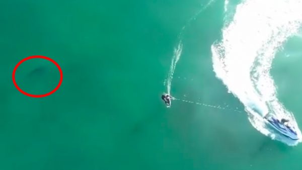 Witte haai verrast surfers in Californië (en die hebben niets in de gaten)