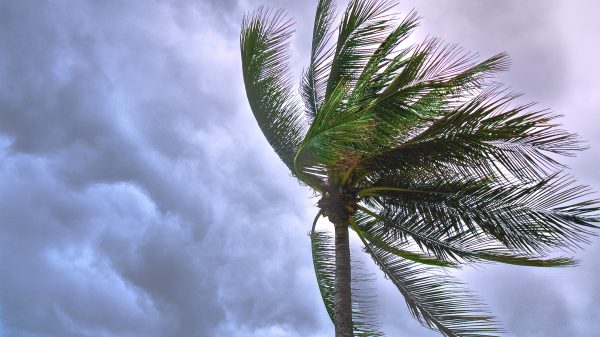 storm palmboom florida pexels