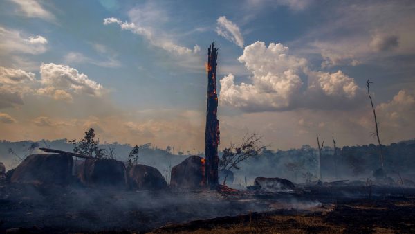 Brazilië verbiedt platbranden bos voor landbouw