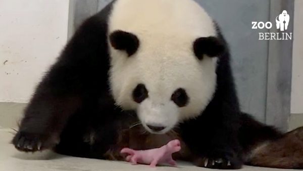 twee-babypandas-geboren dierentuin Zoo Berlijn
