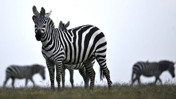 zebra in kenia met stippen