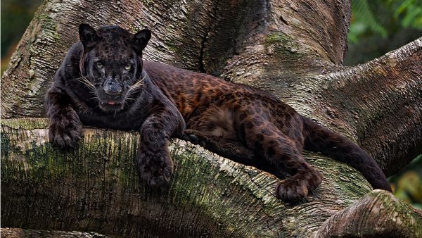 panter over franse daken