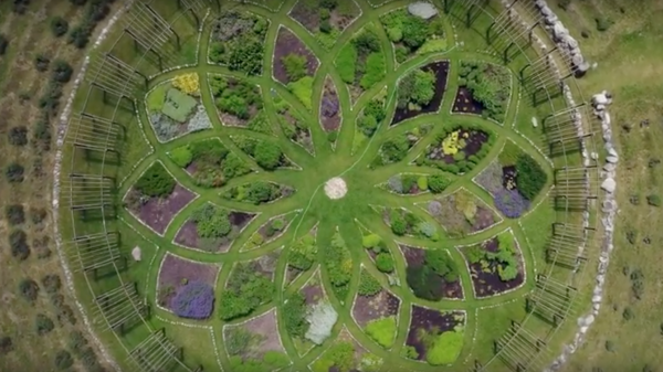 lavendel-doolhof Cherry Point Farm & Market