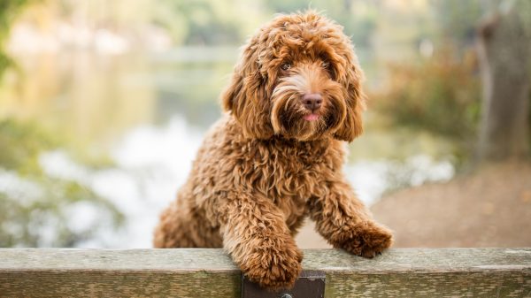 Labradoodle