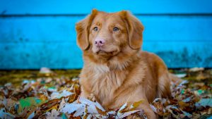 Thumbnail voor Het is herfst, dus let op: eikels en eikenblad zijn giftig voor honden
