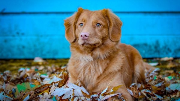 hond-herfst-giftig-eikels