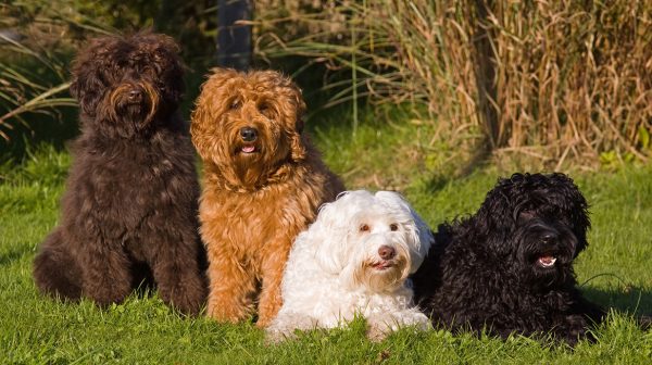 Australian labradoodles Carolien van Beek