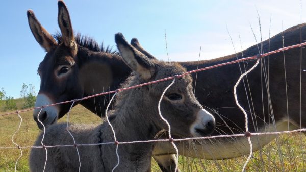 Ezeltje geboren DierenPark Amersfoort