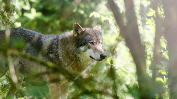 Drie wolven die tijdje in Nederland waren zijn spoorloos verdwenen