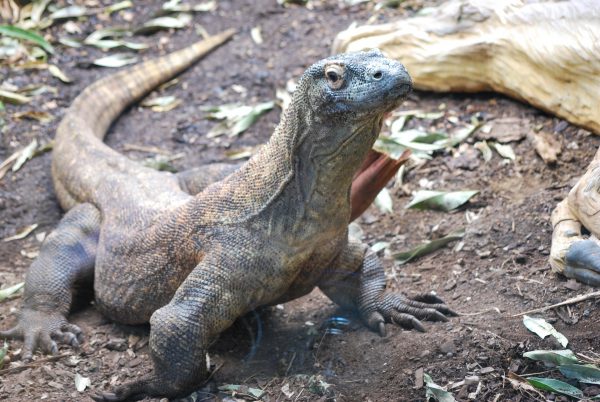 Komodovaraan