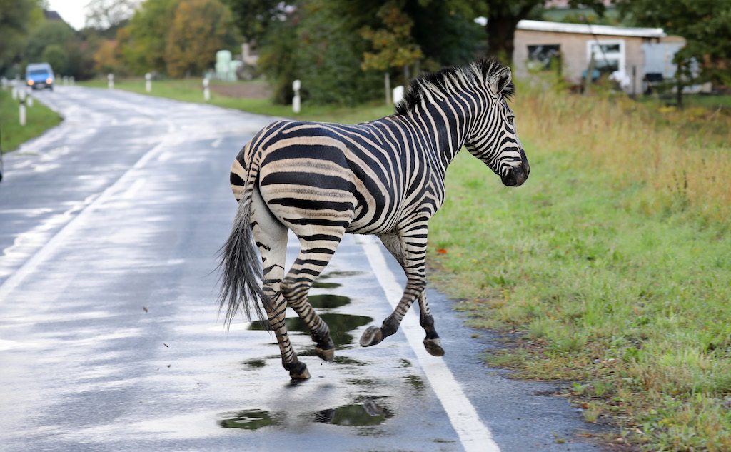 zebra Duitsland ongeluk
