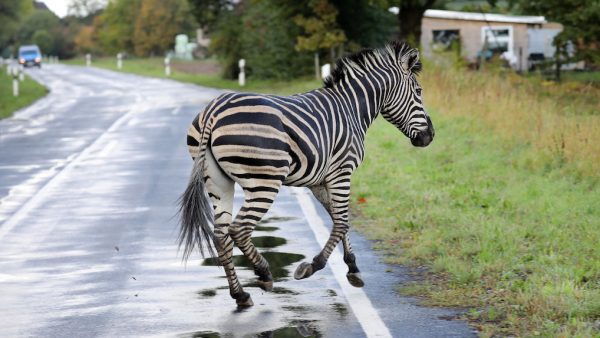 zebra Duitsland ongeluk