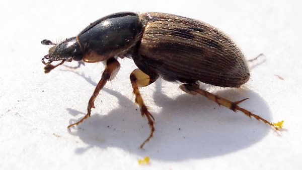 Aphodius Contaminatus