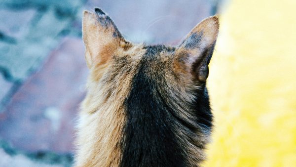 katten gevoerd vechthonden