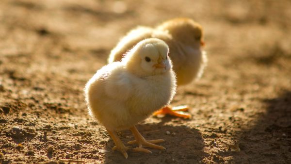 vleeskuiken dierenmishandeling