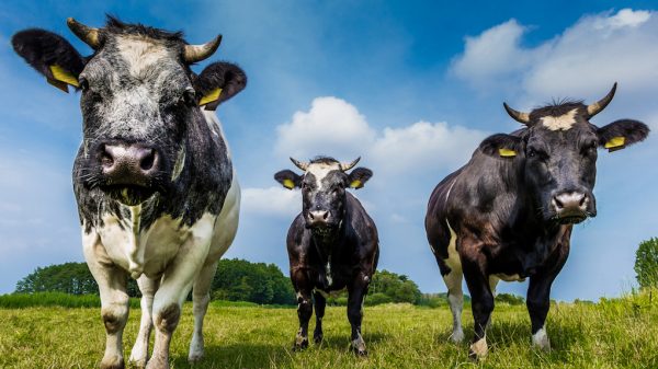 VVD: 'Boeren mogen zo veel koeien en varkens houden als ze zelf willen'