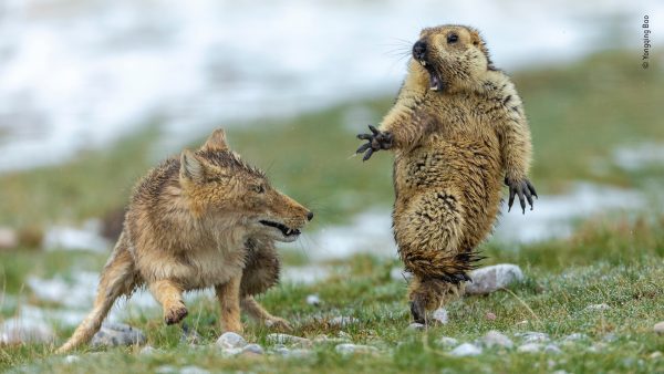 © Yongqing Bao - Wildlife Photographer of the Year-2