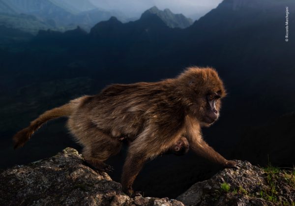 © Riccardo Marchegiani - Wildlife Photographer of the Year-2