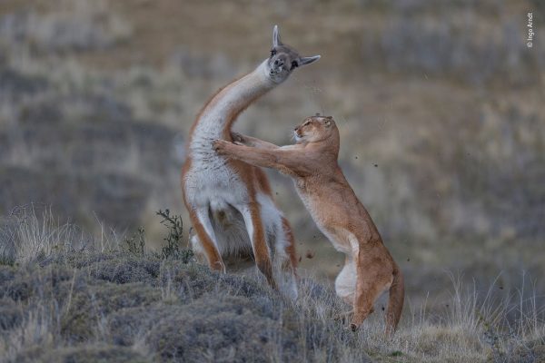 © Ingo Arndt - Wildlife Photographer of the Year-2