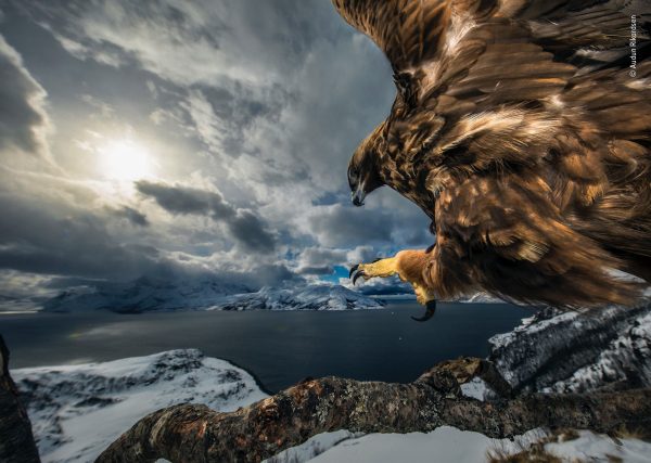 © Audun Rikardsen - Wildlife Photographer of the Year-2