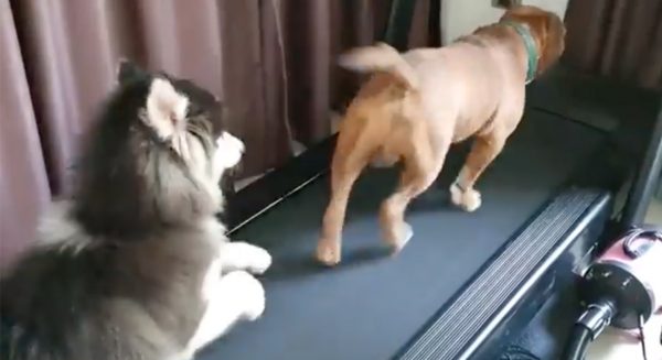 Honden op de loopband
