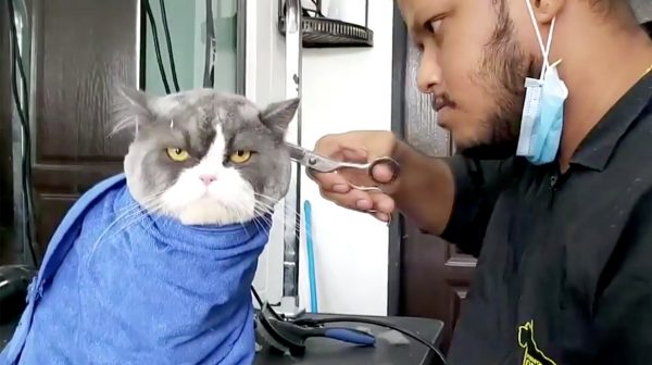 Grumpy Cat is er niets bij kat krijgt knipbeurt en is verre van blij