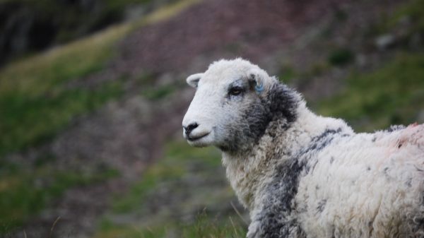 Chris, het wolligste schaap ter wereld, is overleden