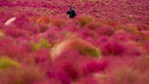 Thumbnail voor Bloedmooie beelden: dit natuurverschijnsel in Japan trekt talloze toeristen