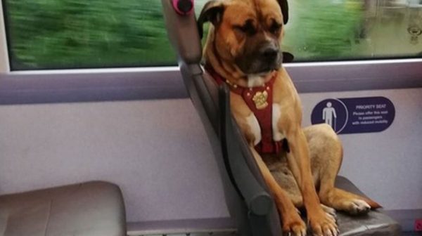 Verloren-hond-in-bus-krijgt-nieuw-huis-na-viral-foto