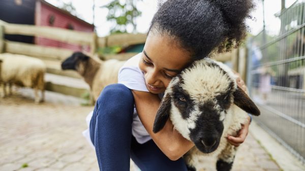 dieren vuurwerk kinderboerderij