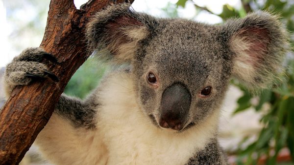 koala's bedreigd brand australie