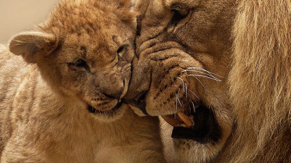Niet je klassieke BLT-foto's: beer, leeuw en tijger zijn onafscheidelijk