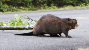 Thumbnail voor Duitse jongen helpt - tot gróót plezier van zijn vrienden - bever de straat over