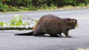 Thumbnail voor Duitse jongen helpt - tot gróót plezier van zijn vrienden - bever de straat over