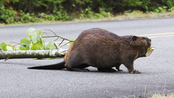 duitse jongeren weg tak bever viral video