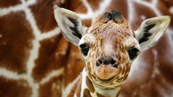 artis-goedkoop-scholieren-onderwijsstaking