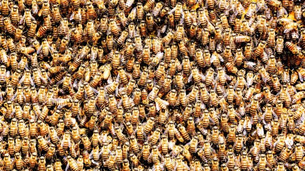 nederlander-overlijdt-bijenaanval-tanzania