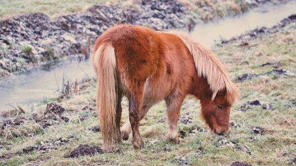 pony ouderen paard rijden gangen