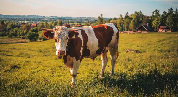 Vrouw vindt stier in achtertuin