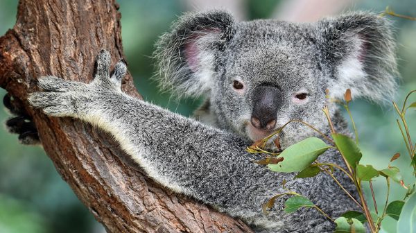 Helft-koalapopulatie-uitgestorven-door-grote-bosbranden-natuurpark-Australie