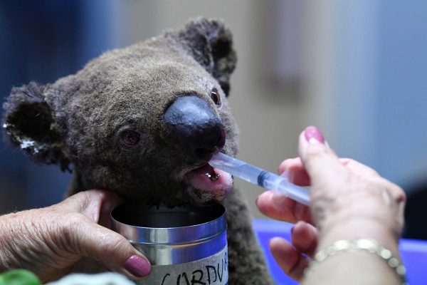 WNF begint actie voor getroffen dieren bosbranden Australië