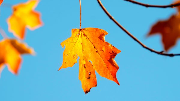 weer-herfst-zondag-zon