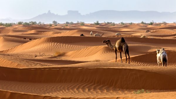 Saudi-Arabië