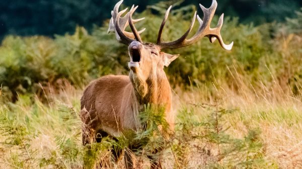 edelherten staatsbosbeheer oostvaardersplassen