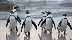 Thumbnail voor Pinguïn-homokoppel kaapt ei van heterostel en slaat aan het broeden