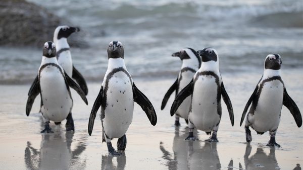 pinguin homostel kaapt ei en broedt het uit