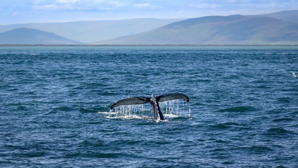 walvissen spotten in Noorwegen